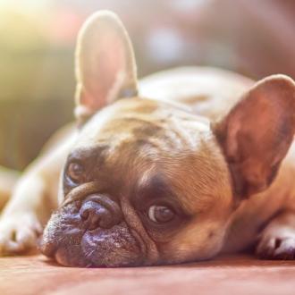 dog laying on the floor